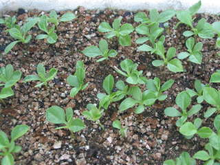 �A�X�^�[�̔��܂�