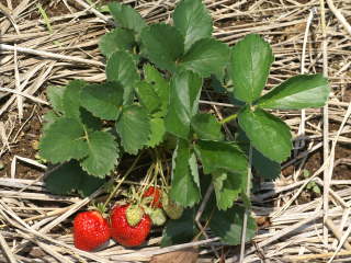 ��̃C�`�S�Ƙm