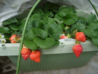 �v�����^�[�ɉ��������C�`�S