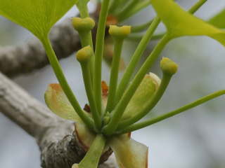 �C�`���E�̎���