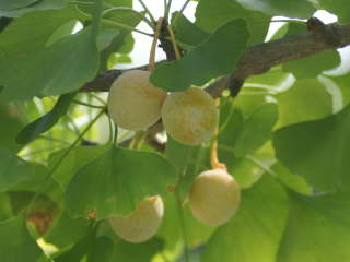 �M���i���i�C�`���E�̎��j