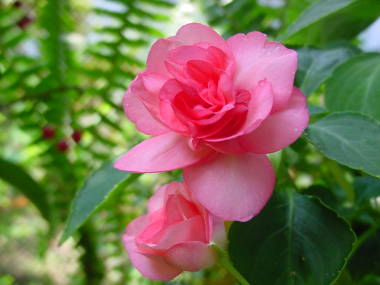 �C���p�`�F���X