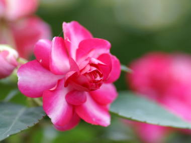 �C���p�`�F���X