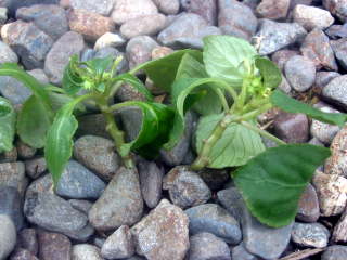 �C���p�`�F���X�̑}����