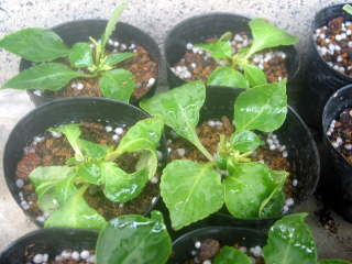 �C���p�`�F���X�̑}����