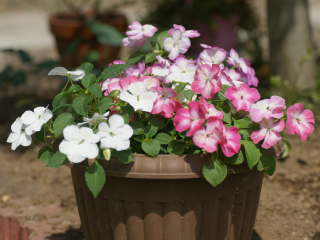 �C���p�`�F���X�̔��A��