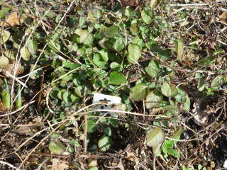 �~�̃I���K�m