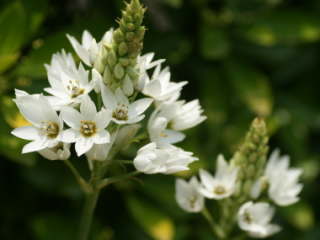 �I�[�j�\�K�����E�V���\�C�f�X