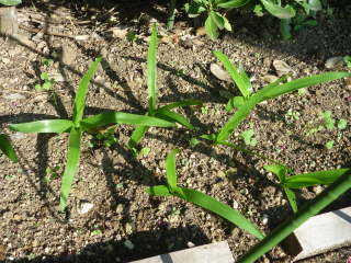 ��ŉz�~���i�I�[�j�\�K�����j