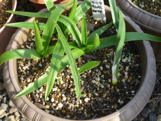 �z�~���̔��A���i�I�[�j�\�K�����j