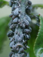 �A�u�����V