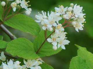 �}���o�E�c�M