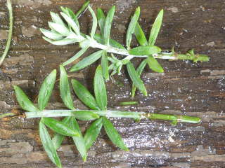 �E�G�X�g�����M�A�̑}����