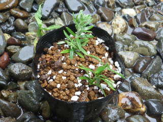 �E�G�X�g�����M�A�̑}����