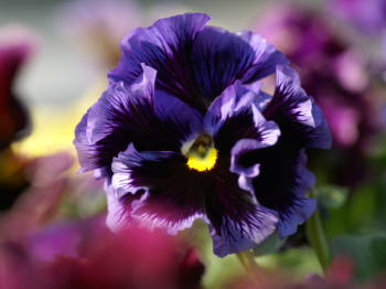 すべての美しい花の画像 無料印刷可能3 月 5 日 誕生 花