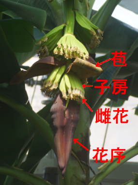 �Ԃ̍\���i�o�i�i�j