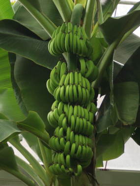 �o�i�i�̎�