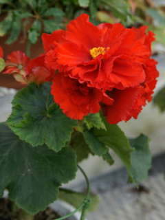 �����x�S�j�A�i�X�^���h�^�C�v�j