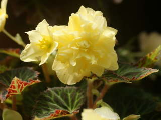 �����x�S�j�A�i�X�^���h�^�C�v�j