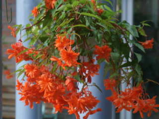 �����x�S�j�A�i�n���M���O�^�C�v�j