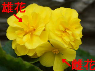 �����x�S�j�A�̗Y�ԂƎ���