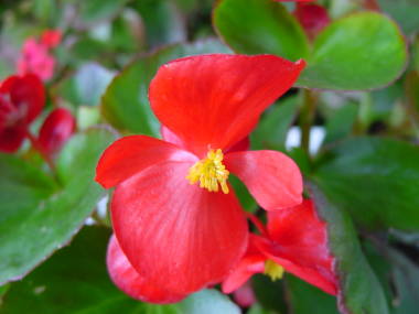 �x�S�j�A�E�Z���p�t���[�����X�i�ԁj