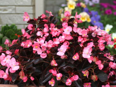 ���t�n�̃x�S�j�A�E�Z���p�t���[�����X