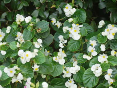 �Ηt�n�̃x�S�j�A�E�Z���p�t���[�����X