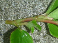 �t��̂���߁i�x�S�j�A�E�Z���p�t���[�����X�j