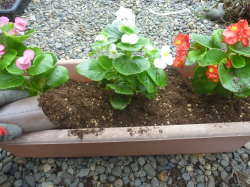 �Z���p�t���[�����X�̐A���t��