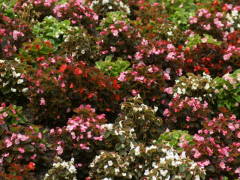 �Ԓd�̃x�S�j�A�E�Z���p�t���[�����X