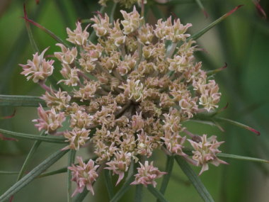 �u���b�N���[�X�t�����[