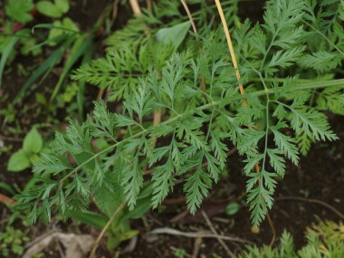 �u���b�N���[�X�t�����[�̗t