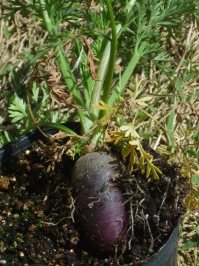 �u���b�N���[�X�t�����[�̍�