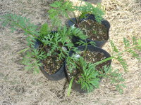 �|�b�g�c�i�u���b�N���[�X�t�����[�j