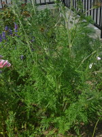 �J�ԑO�i�u���b�N���[�X�t�����[�j