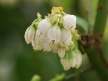 �u���[�x���[�̉�