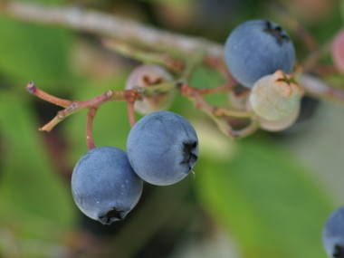 �u���[�x���[�̎�