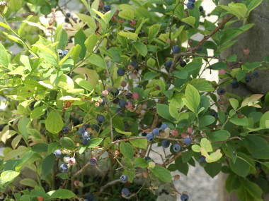 �u���[�x���[�̎�