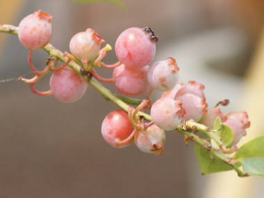 �n���O�̐Ԃ����i���r�b�g�A�C�n�̃u���[�x���[�j