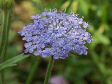 �u���[���[�X�t�����[