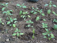 ��A�i�u���[�T���r�A�j