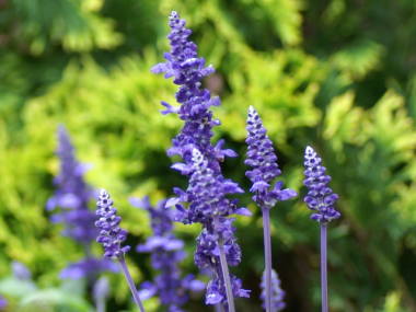 �u���[�T���r�A�i�T���r�A�E�t�@���i�Z�A�j