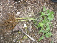 �}����i�u���[�T���r�A�j