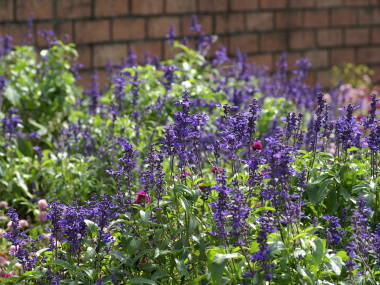 �u���[�T���r�A�i�T���r�A�E�t�@���i�Z�A�j