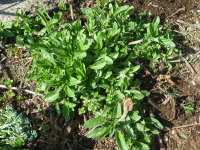 �z�~���ďt�ɉ�𐁂��u���[�T���r�A