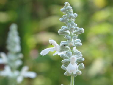 �r�N�g���A�z���C�g�i�T���r�A�E�t�@���i�Z�A�j