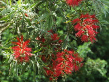 �u���V�m�L