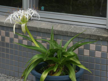 ���A���̃n�}���E