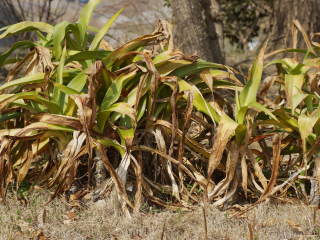 �t���͂�ĉz�~���̃n�}���E